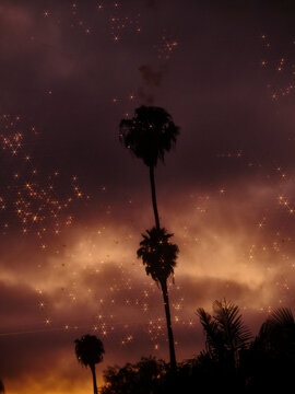 Sunset LA Palms