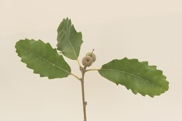 Quercus ilex holm oak young shoot with green leaves and small developing acorns. on a background of intense color and homogeneous blur