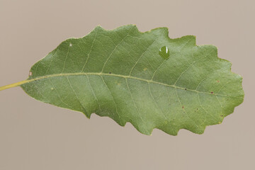 Quercus ilex holm oak young shoot with green leaves and small developing acorns. on a background of intense color and homogeneous blur