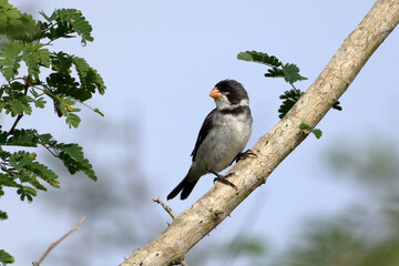 White-throated Seedeater (Sporophila albogularis) male, isolated, perched on a log