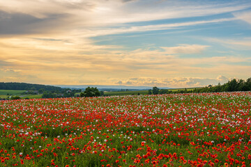 field of poppies