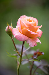 Focus stack detail of orange rose flower with blurred background