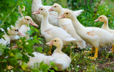 A small flock of young yellow ducklings with fluffy plumage walk in the yard on a summer day.