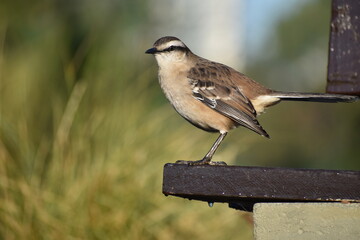 chalk-browed mockingbird (Mimus saturninus) on a park bench