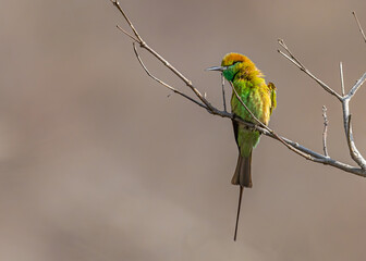 Green Bee Eater looking up in sky