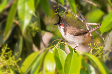 Red Whiskered bulbul in natural habitat