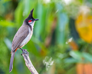 Red Whiskered Bulbul resting on tree