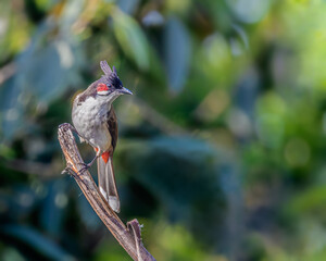 Red Whiskered Bulbul sitting on a branch