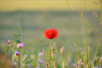 Fototapeta premium red poppy field