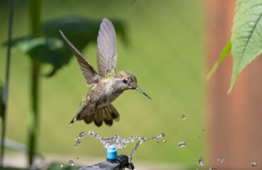 Annas Hummingbird hovering over a micro sprinkler, having a shower.