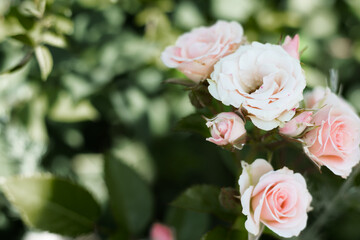 Blooming soft pink roses in the city park. High quality photo