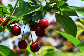 ripe cherries turn red purple in the sun on a tree