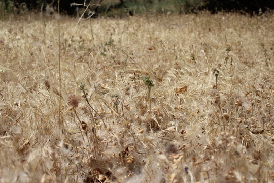 paisaje rustico 