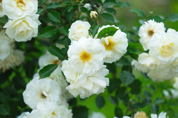 Vintage beige roses blooming among the green leaves
