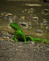 green iguana near water 