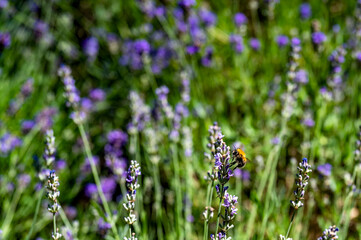 Bumblebee (Bombus) on lavender (Lavandula angustifolia) at a wild herb meadow.