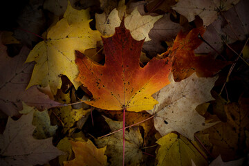 maple leaf in bed of leaves