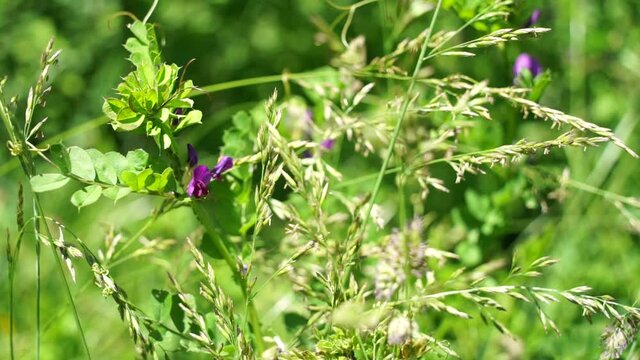 Walk in nature, close-up on a common vetch, pretty pink and purple flower, heckled by the wind, on a beautiful spring day