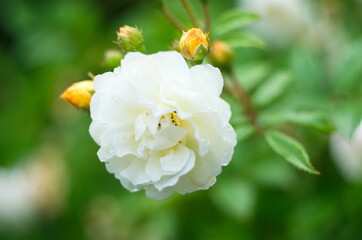 Vintage beige roses blooming among the green leaves