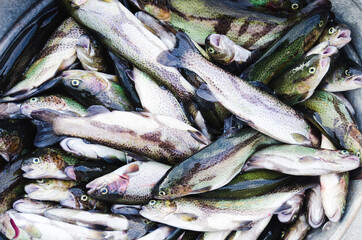 Raw lake trouts in metal bowl - ready for cooking - Copy Space