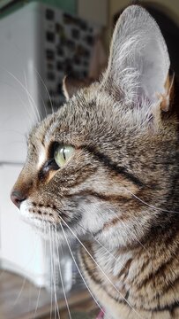Beautiful pussy named Lucy