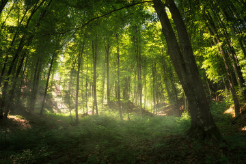 morning light in green forest