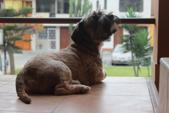 perfil de un perro