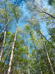 Fototapeta premium blue sky and birch trees with green leaves