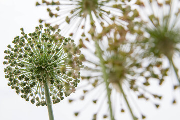 Giant Onion (Allium Giganteum) after blooming in a garden covered with water drops