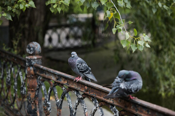 a pigeon is sitting on an iron fence under a tree between two birds