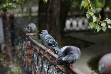 a pigeon is sitting on an iron fence under a tree between two birds