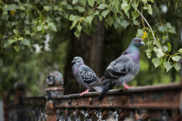 three pigeons are sitting on a fence - a park near a green tree.