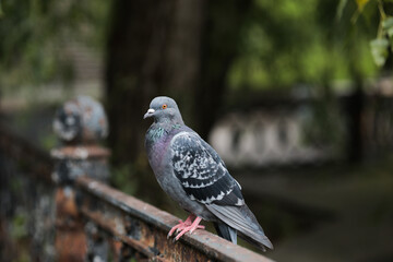 close-up of a blue dove sits in the park on an iron fence.