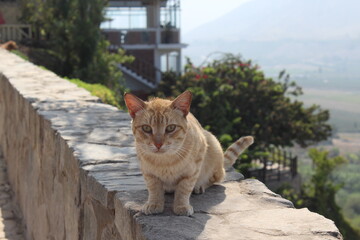 gato en paisaje campestre