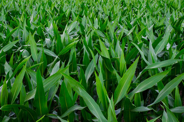 Green sketch on agricultural field, green corn stalks and leaves