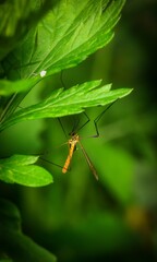 dragonfly on a leaf