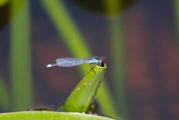 Dragon fly on a reeds in a park in Stockholm