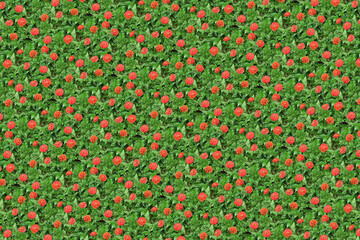 flower plant pattern texture background