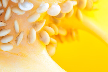 Macro of a yellow bell pepper interior