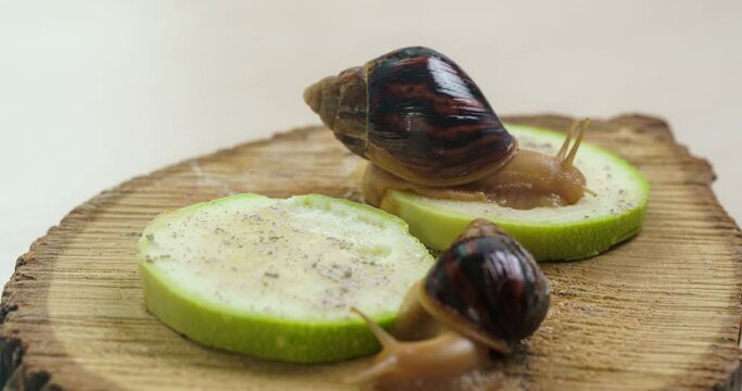 Two young snails are eating zucchini. Akhatina fulika. A giant African land snail. Selective focus. Timelapse,
