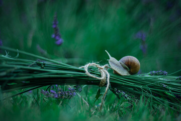 snail on a leaf