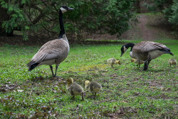 country goose on the grass