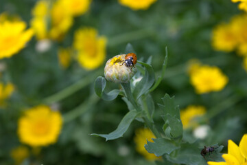 Ladybug, insect on an unopened yellow flower