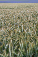 Field Of Cereal with a field of Centaurea blooming in the distance