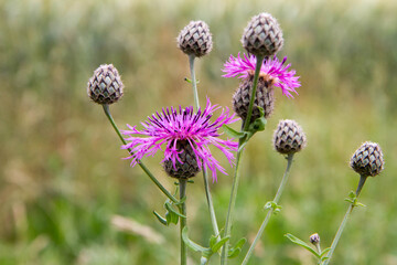 Centaurea blooming in a meadow