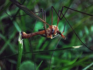 grasshopper on a leaf