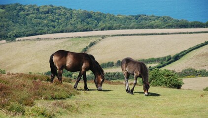Exmoor ponies grazing in Exmoor