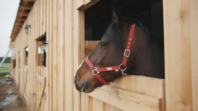 Seal Brown horse looking out from the window of the stall. Horse stable with rows of windows. Horses looking out from the windows. Horse ranch and ladder in the background. Daytime footage. 