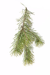 spruce branch on a light background