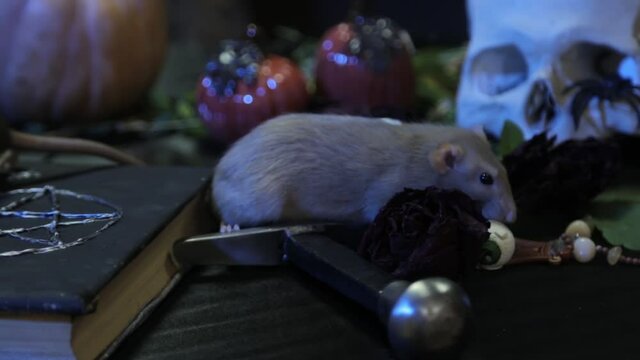 In a dark room, a white rat sits on a table next to a black book with a pentagram, a skull and pumpkins. The concept of a table for magic rituals for Halloween.